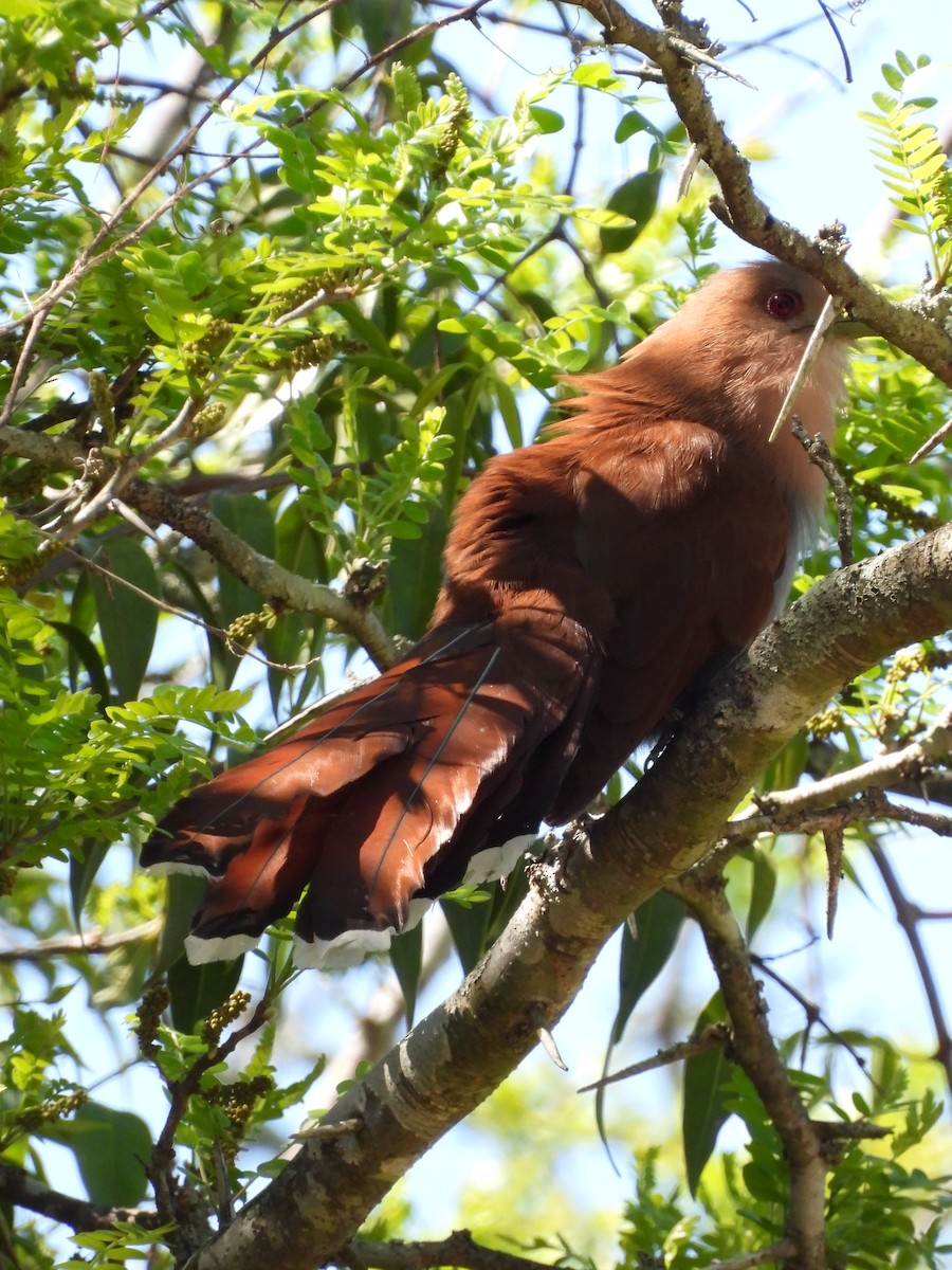 Squirrel Cuckoo - ML624887984