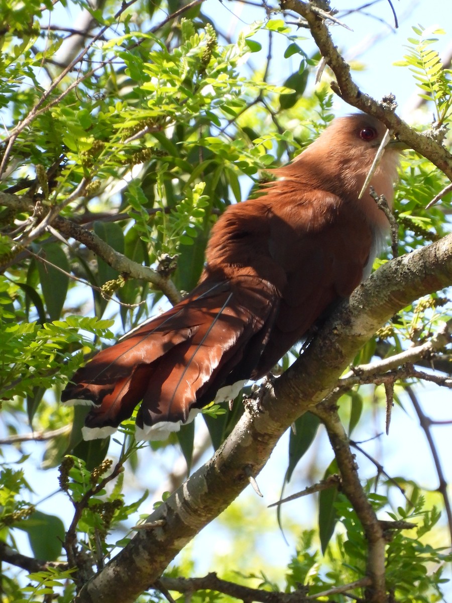 Squirrel Cuckoo - ML624887985