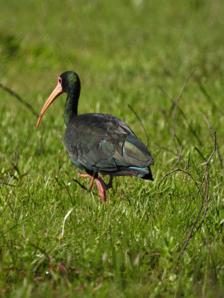 Bare-faced Ibis - ML624888005