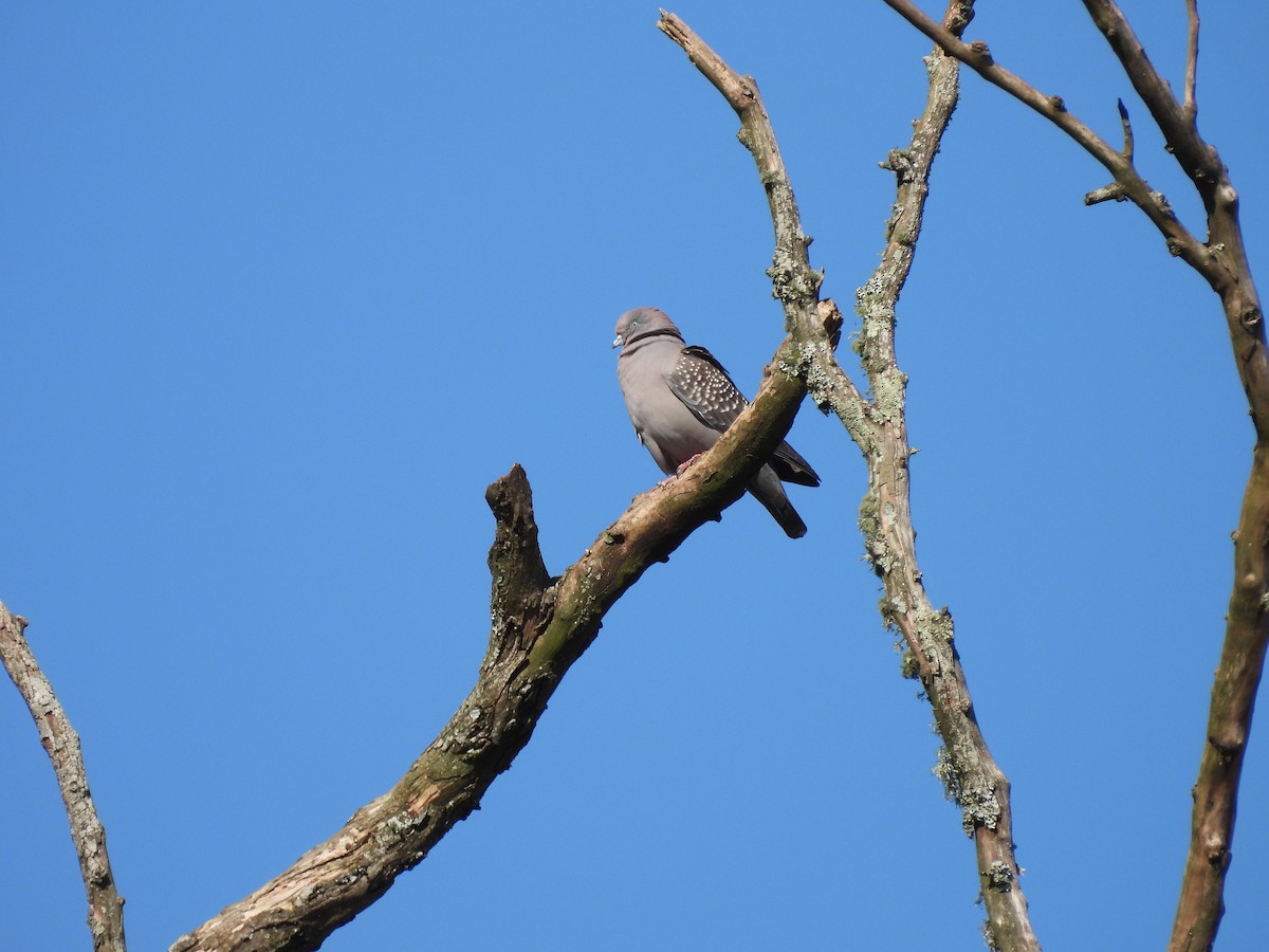 Spot-winged Pigeon - ML624888036