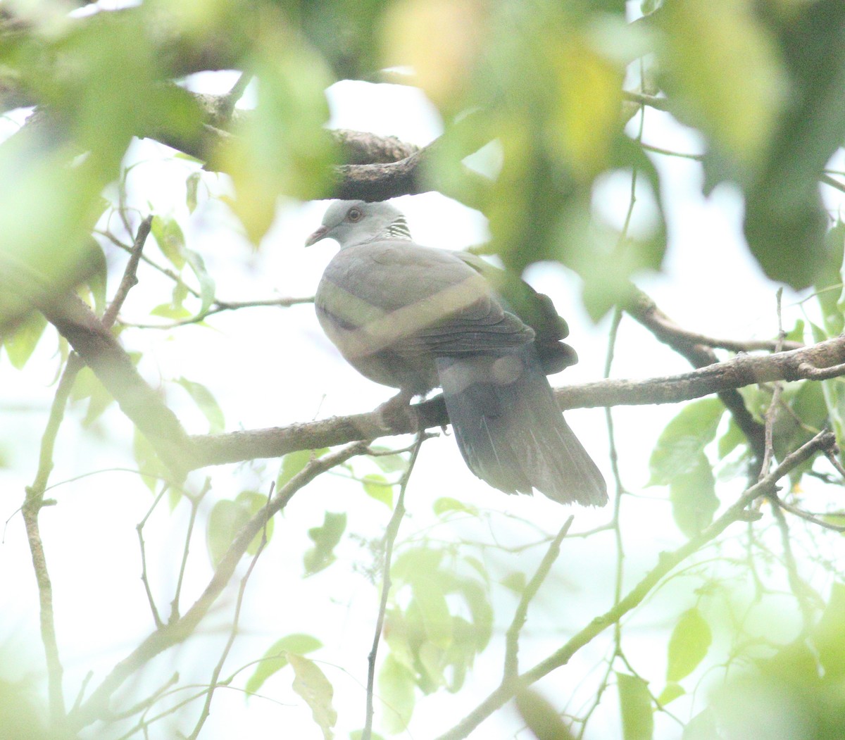 Nilgiri Wood-Pigeon - ML624888044