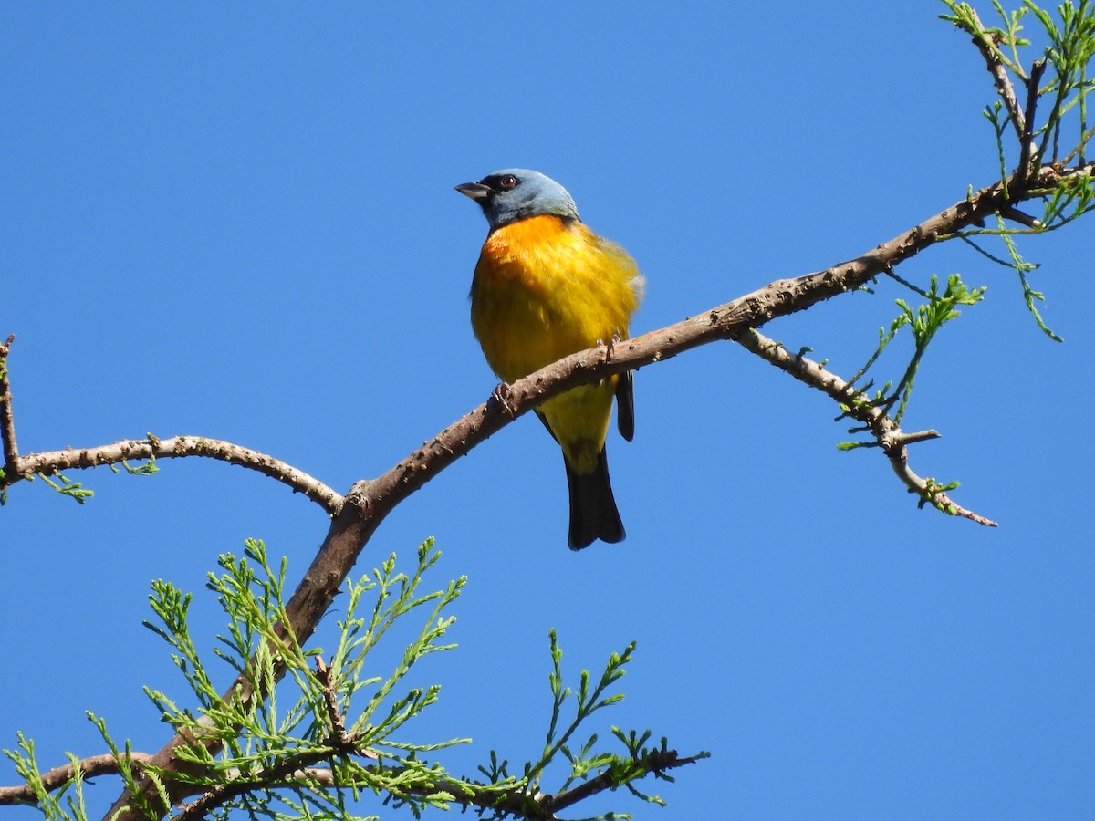 Blue-and-yellow Tanager - ML624888051