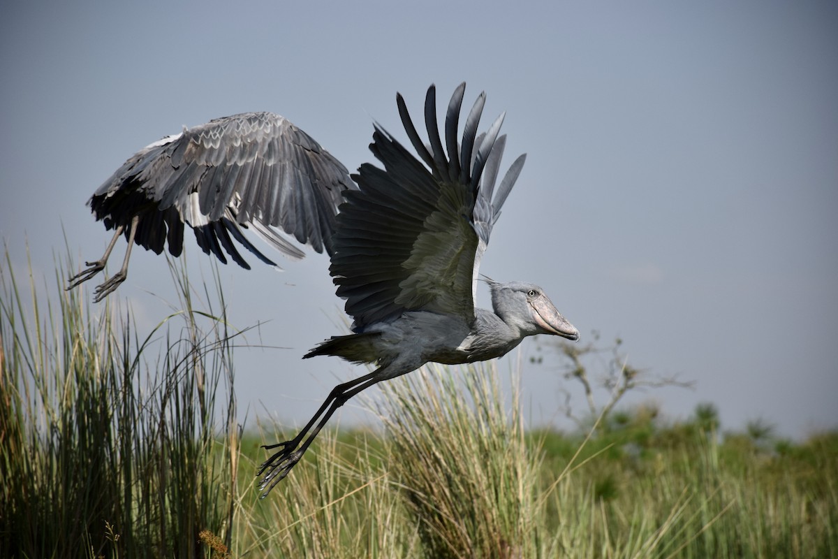 Shoebill - Antoine Lacroix