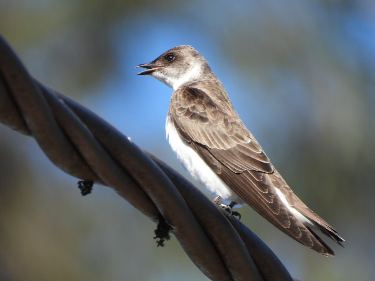 Brown-chested Martin - ML624888059