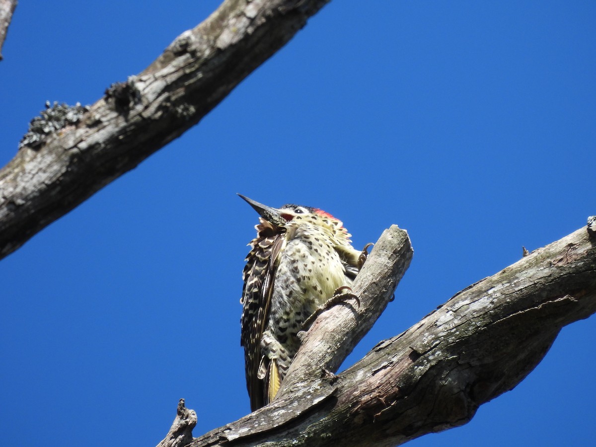 Green-barred Woodpecker - ML624888065