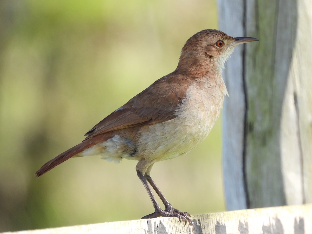 Rufous Hornero - ML624888090