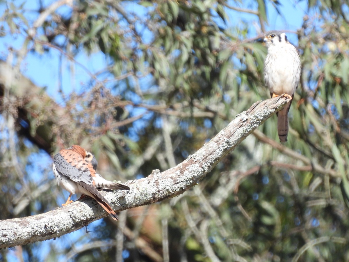 American Kestrel - ML624888103