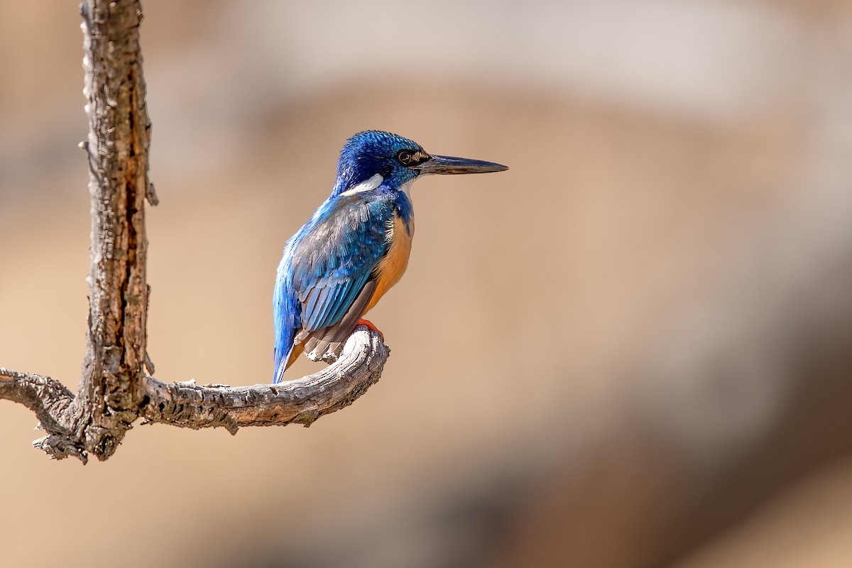 Half-collared Kingfisher - ML624888133