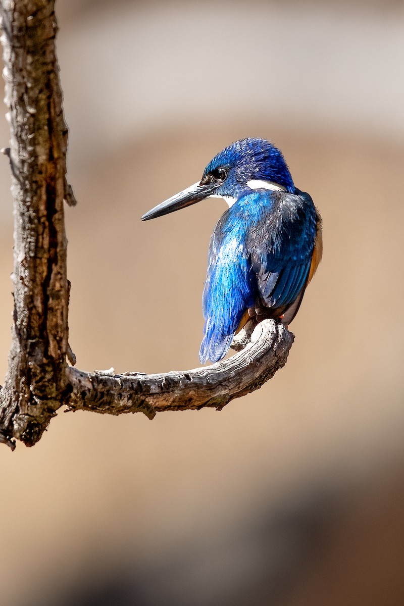 Half-collared Kingfisher - ML624888134