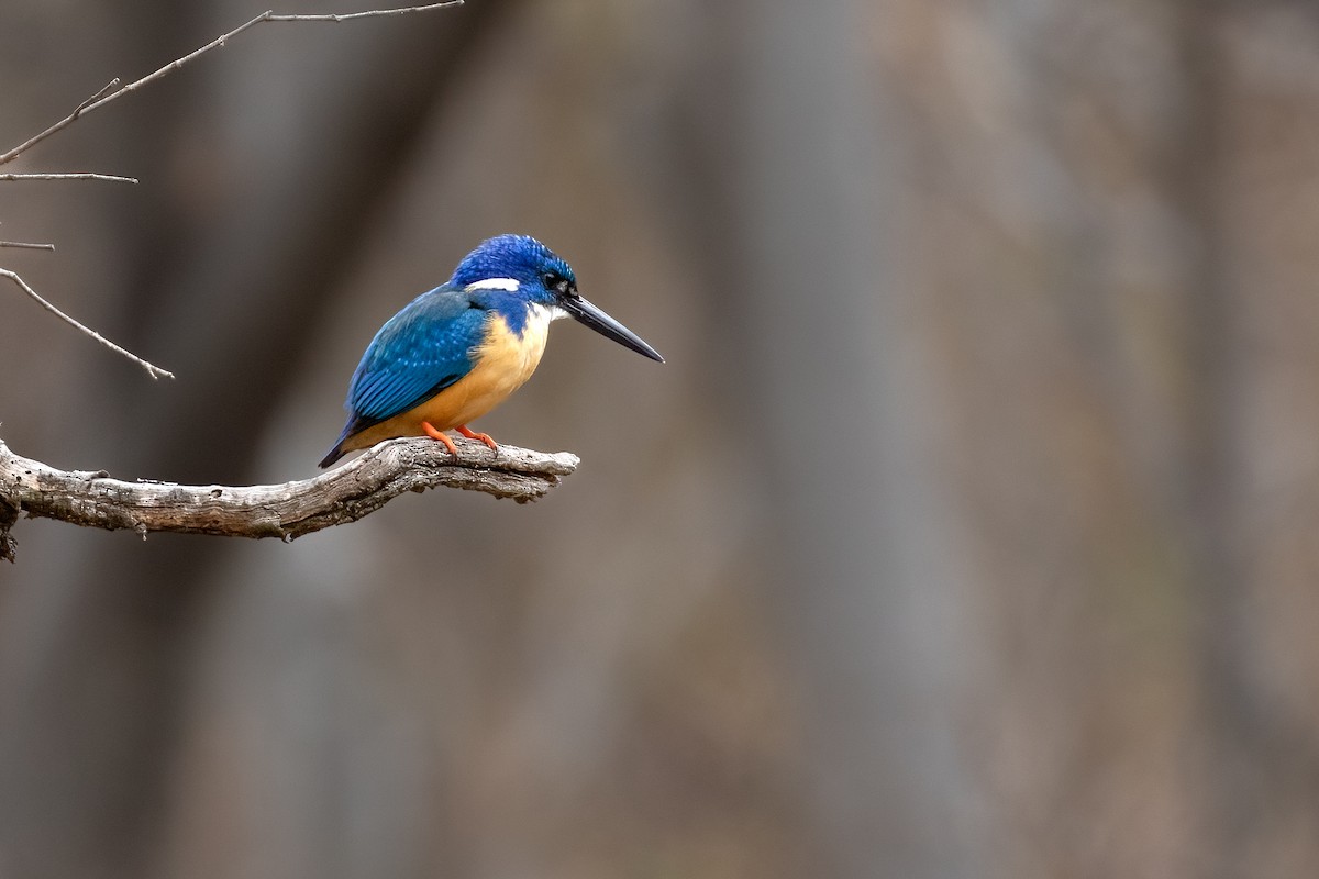 Half-collared Kingfisher - ML624888135