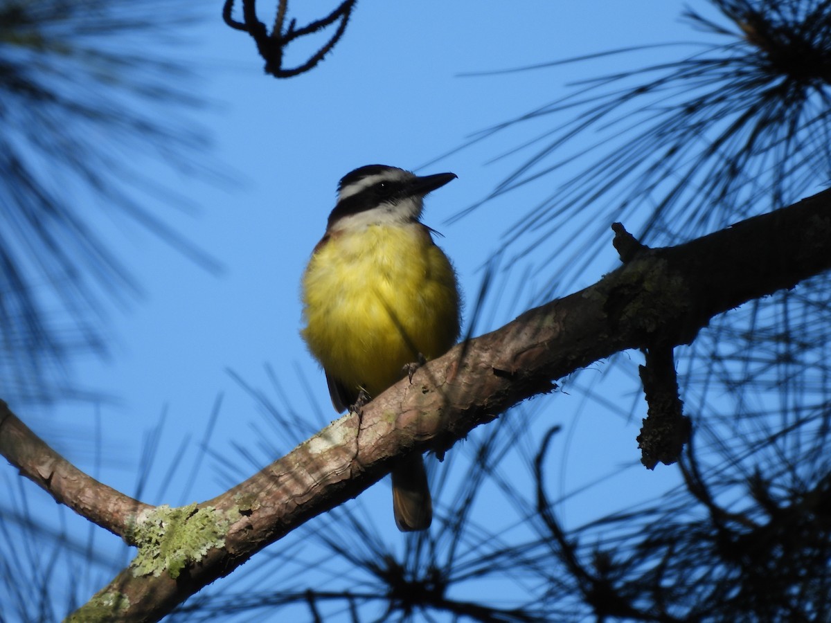 Great Kiskadee - ML624888165