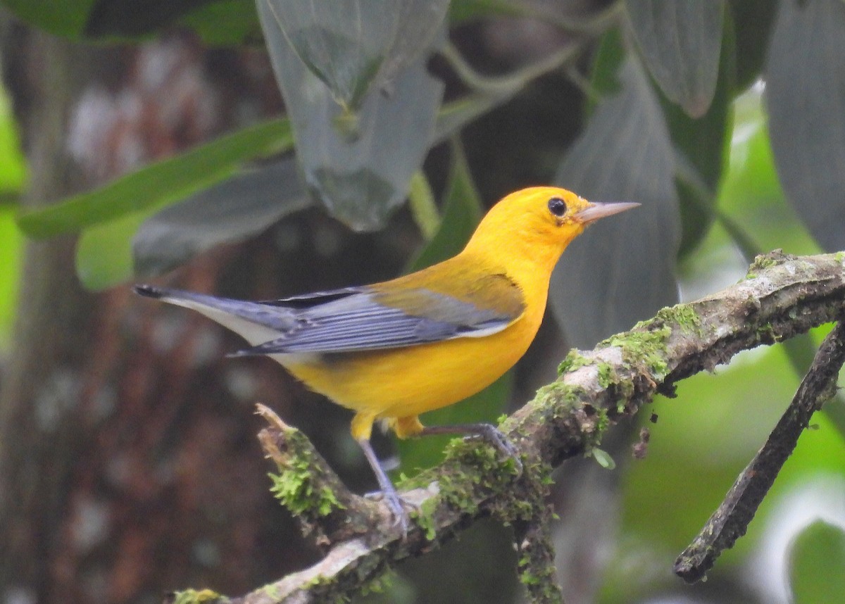 Prothonotary Warbler - ML624888184