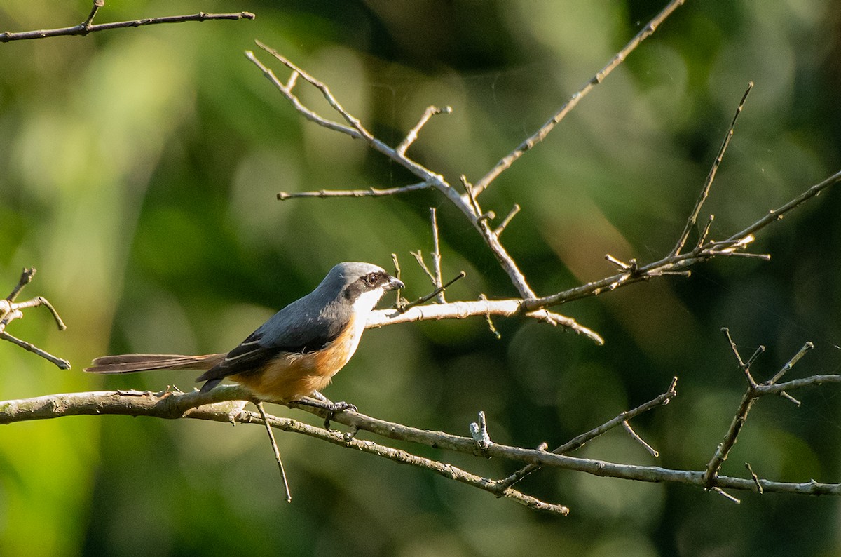 Gray-backed Shrike - ML624888271