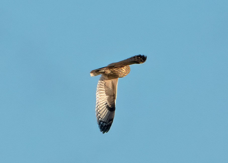 Short-eared Owl (Northern) - ML624888353