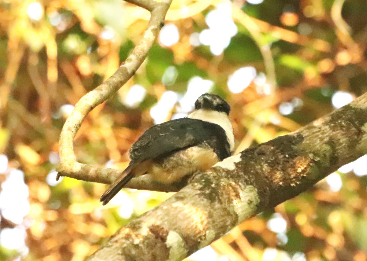 Buff-bellied Puffbird - ML624888388