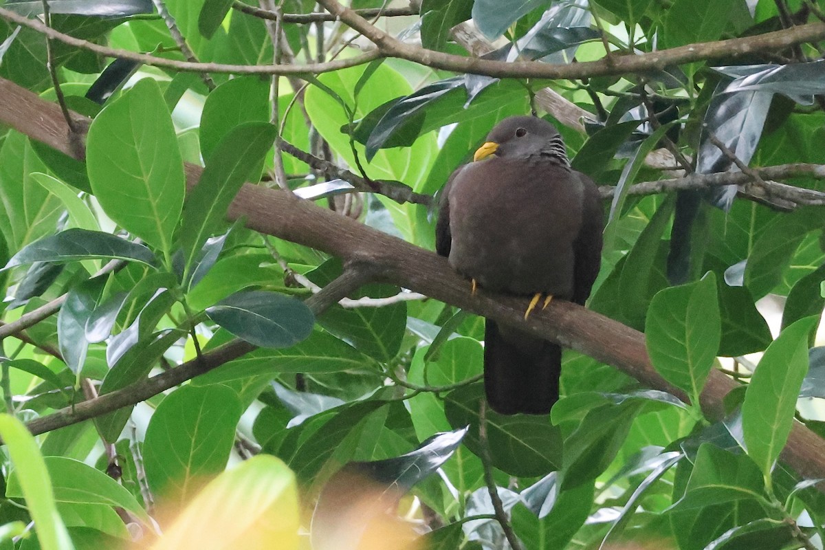 Comoro Pigeon - ML624888425