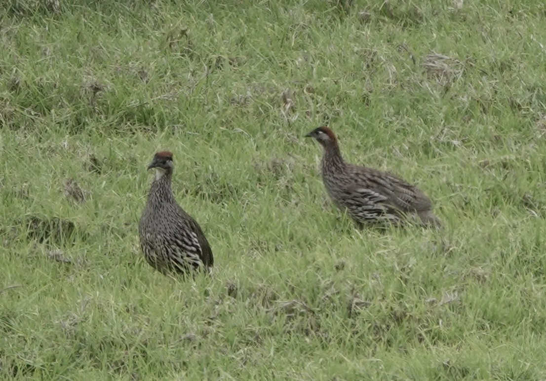 Erckel's Spurfowl - ML624888604