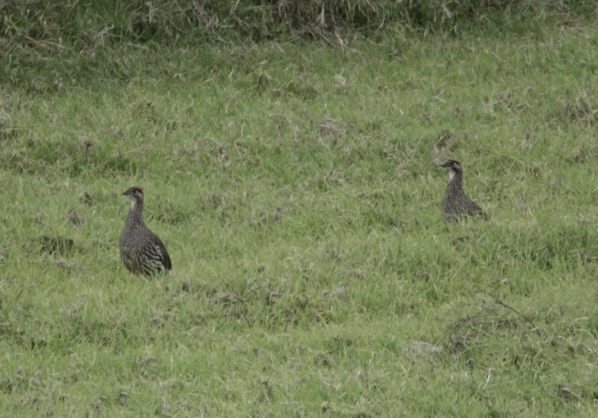 Erckel's Spurfowl - ML624888605