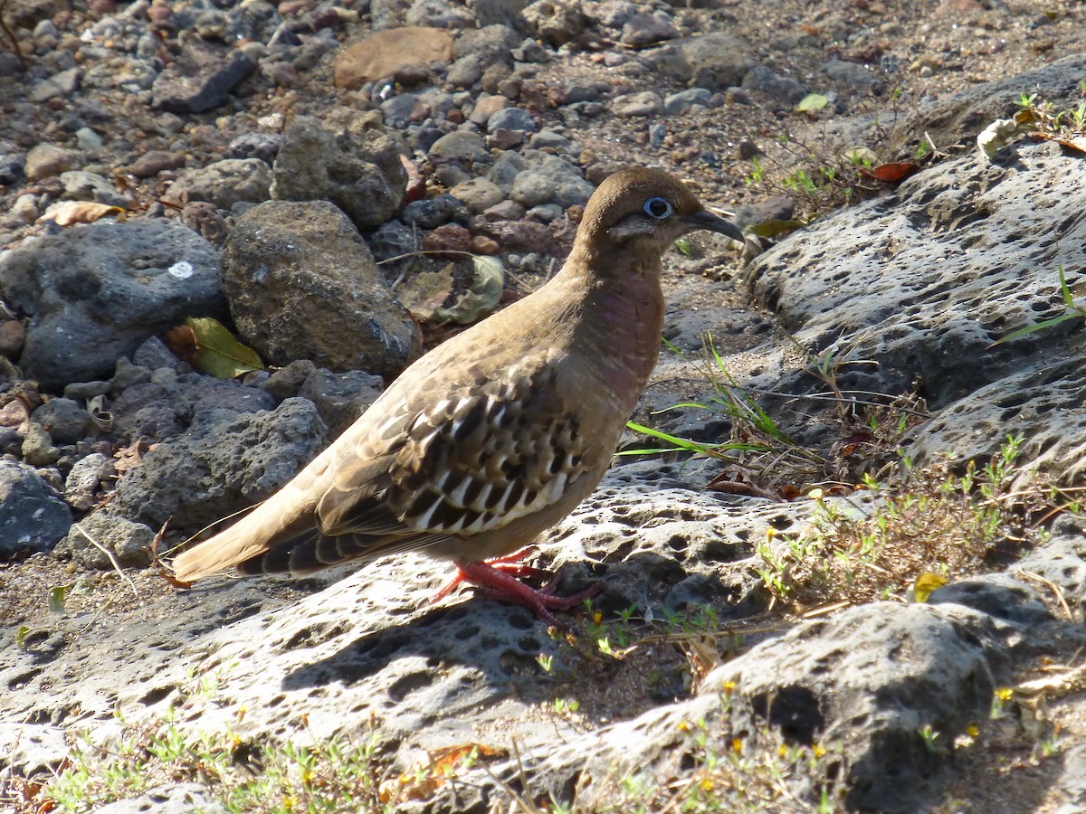 Galapagos Kumrusu - ML624888621