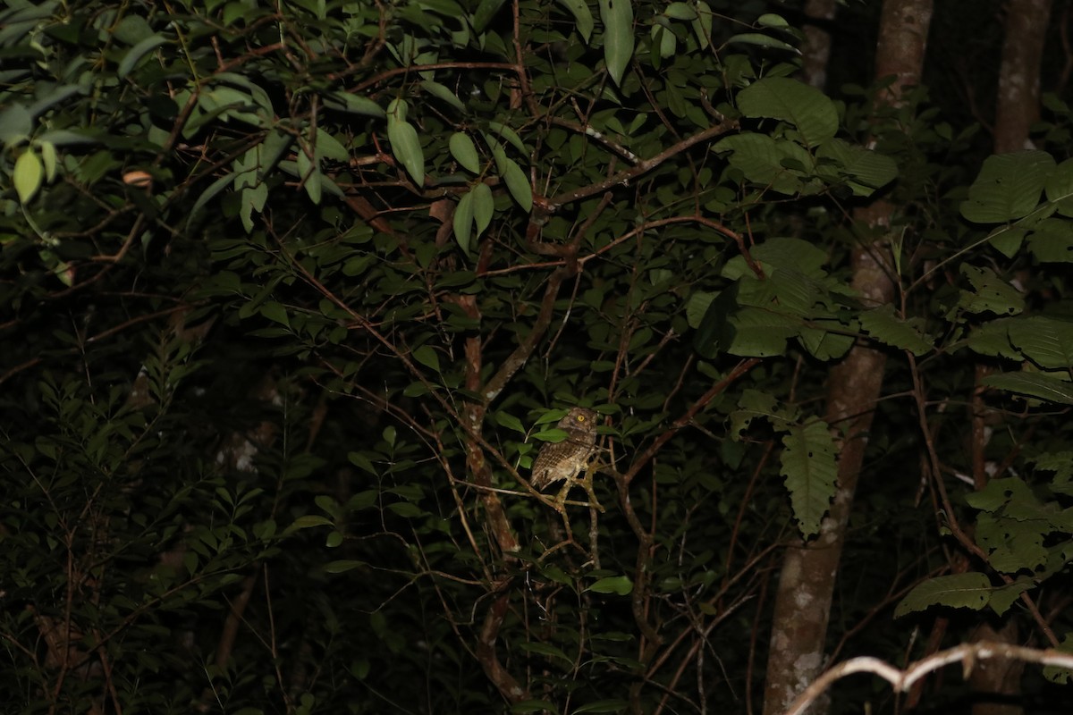 Seychelles Scops-Owl - ML624888689