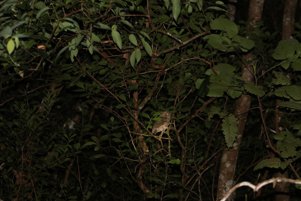 Seychelles Scops-Owl - ML624888692