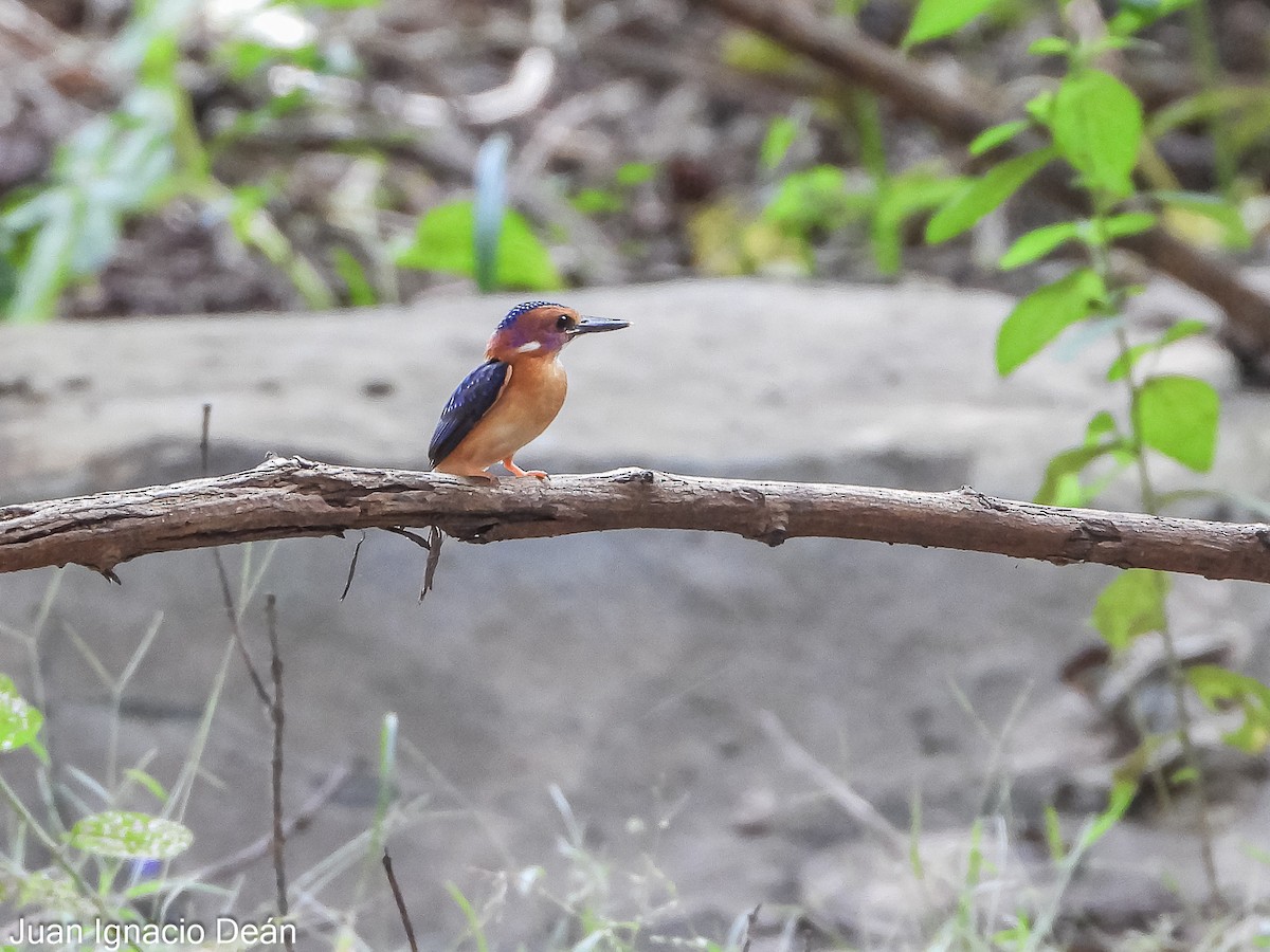 African Pygmy Kingfisher - ML624888710