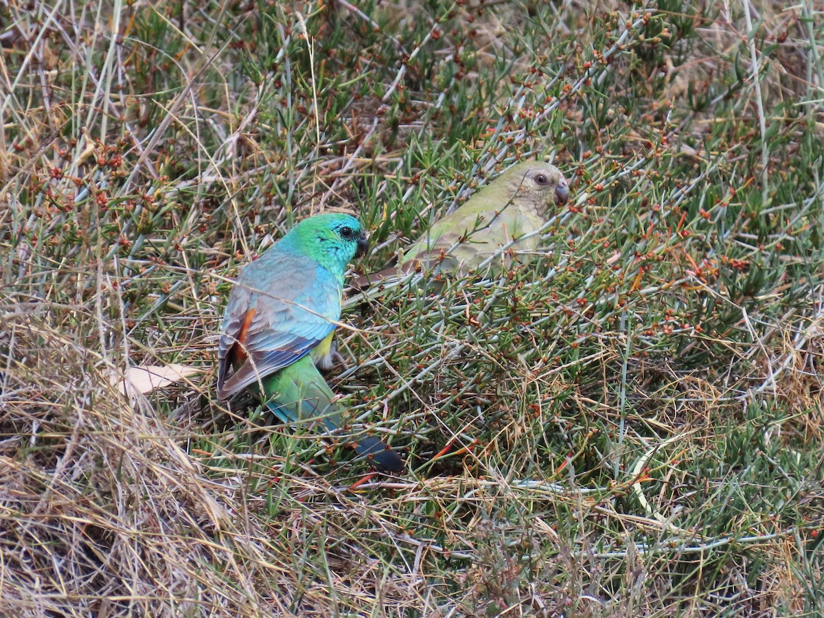 Red-rumped Parrot - ML624888899