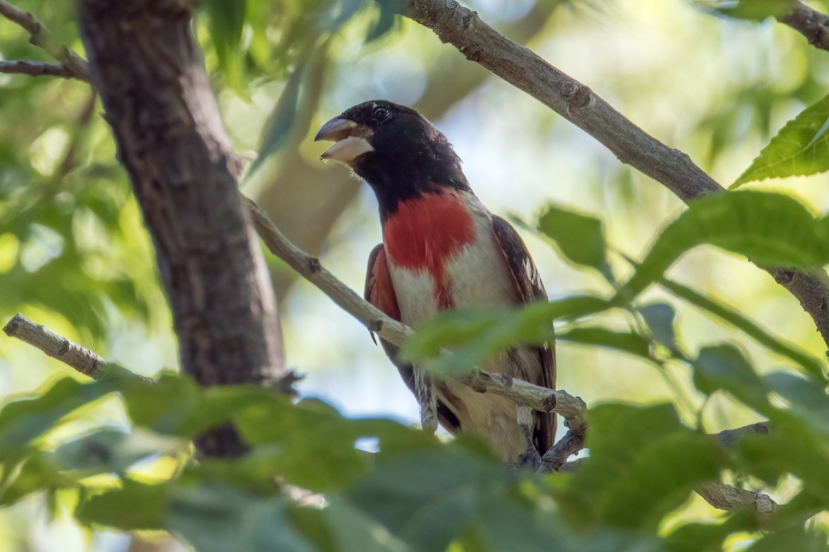 Rose-breasted Grosbeak - ML624888929