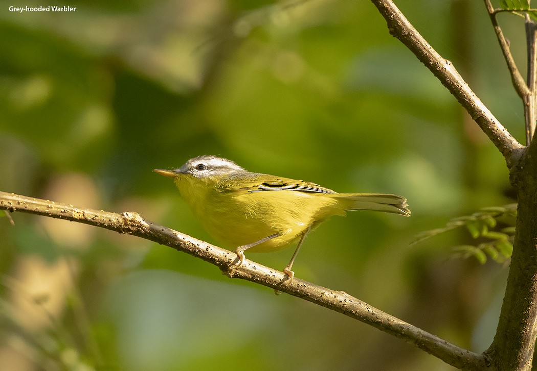 Gray-hooded Warbler - ML624888971