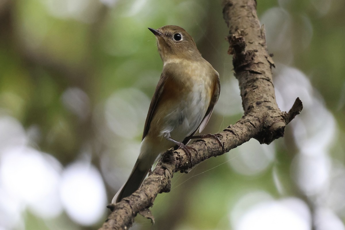 Red-flanked/Qilian Bluetail - ML624888985