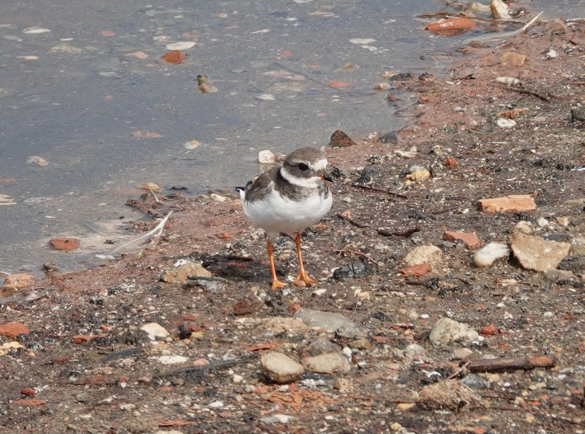 Common Ringed Plover - ML624889043