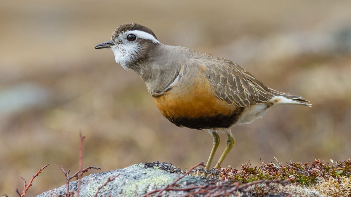 コバシチドリ - ML62488911