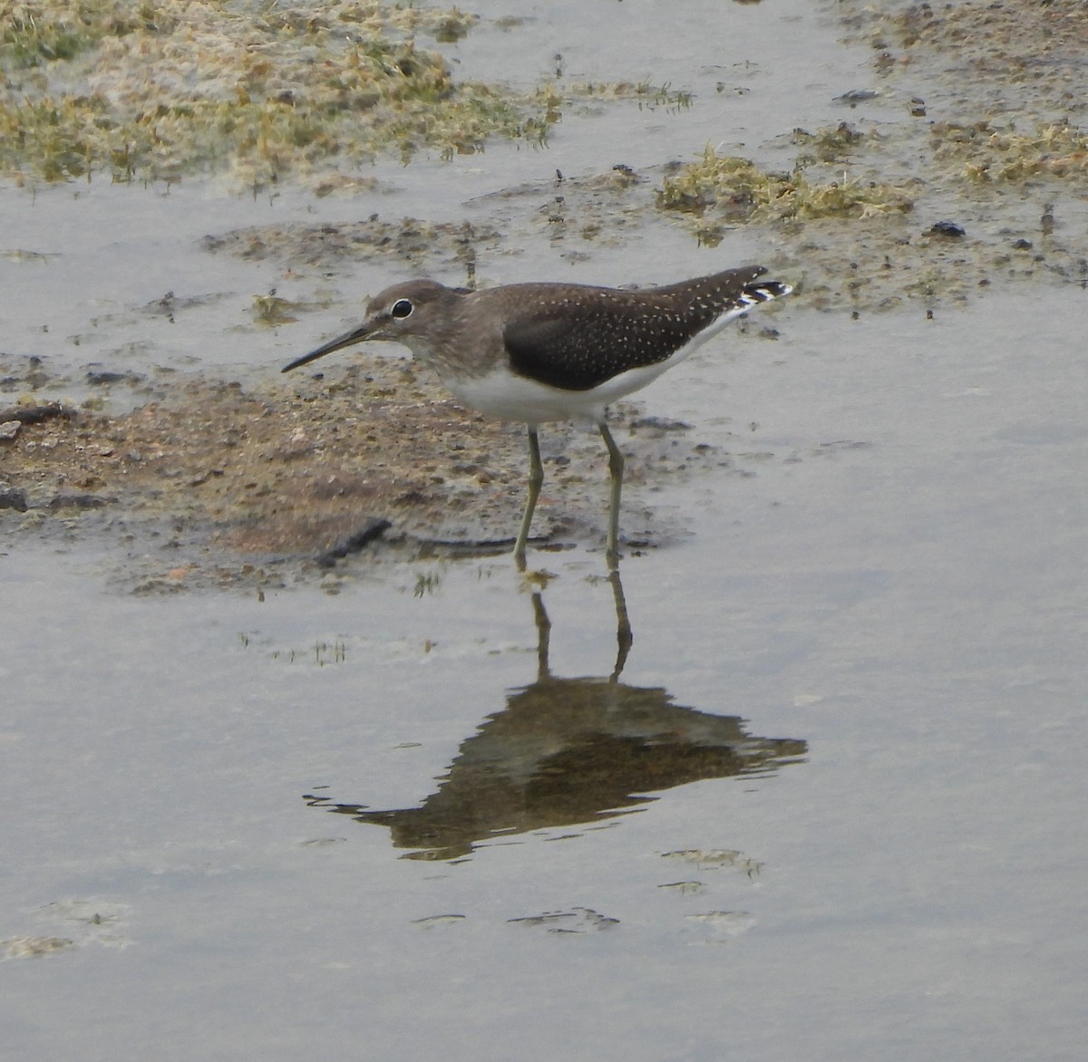 Green Sandpiper - ML624889225