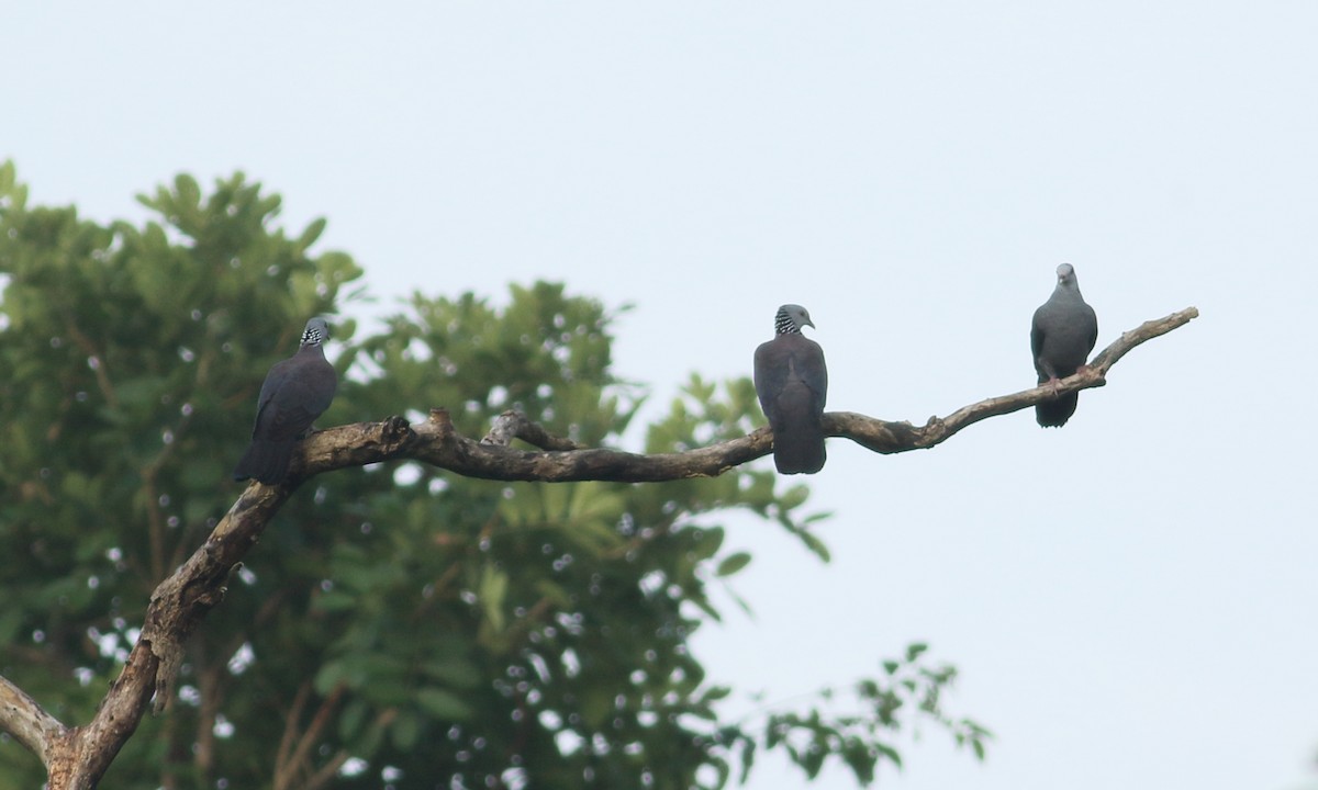 Nilgiri Wood-Pigeon - ML624889261