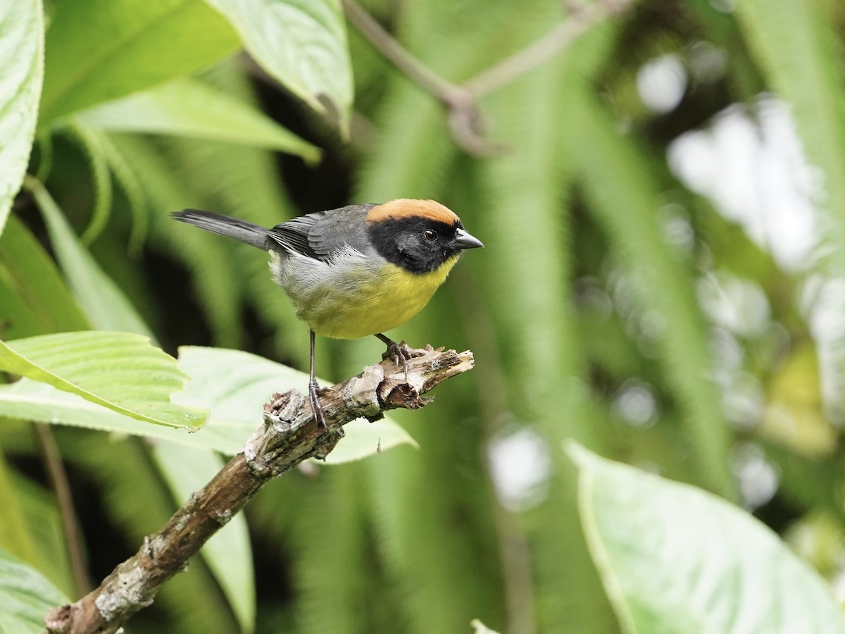 Yellow-breasted Brushfinch (nigrifrons) - ML624889340