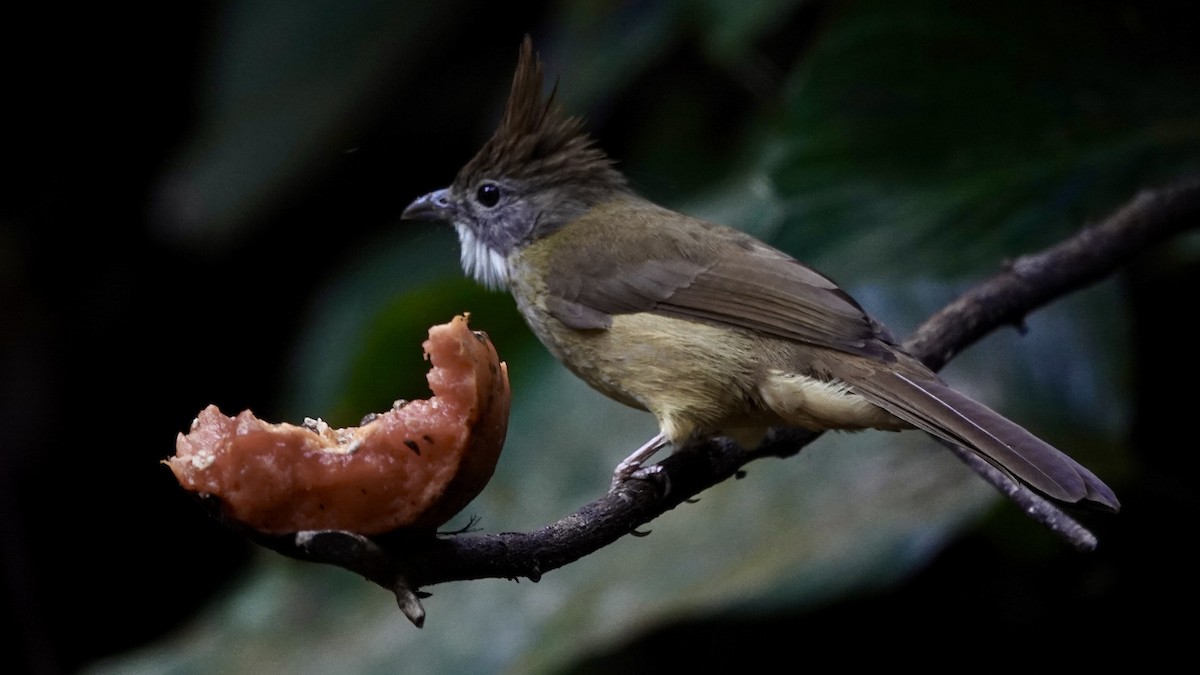 Puff-throated Bulbul - ML624889384