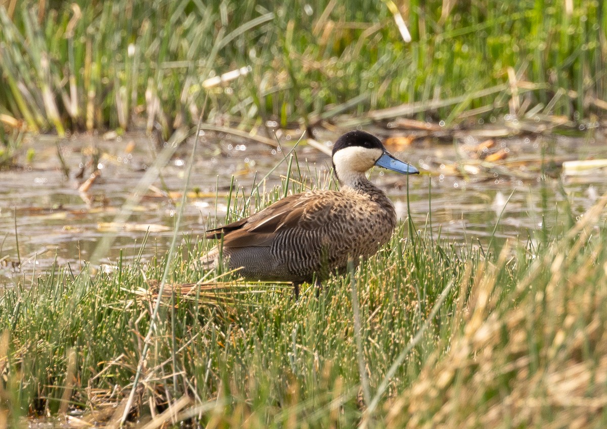 Puna Teal - ML624889425