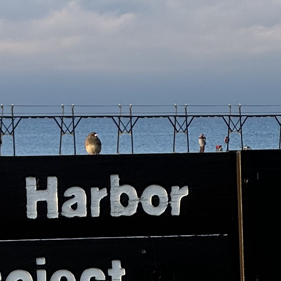 Dark-eyed Junco - ML624889438