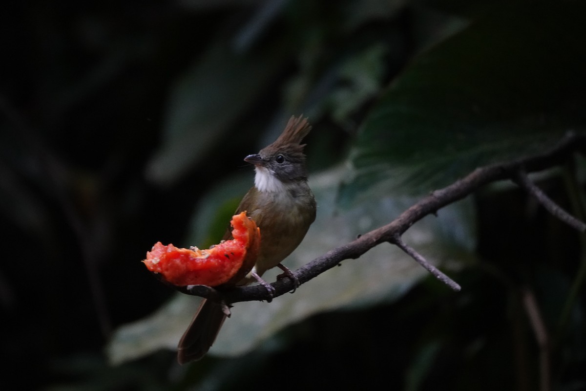 Puff-throated Bulbul - ML624889477