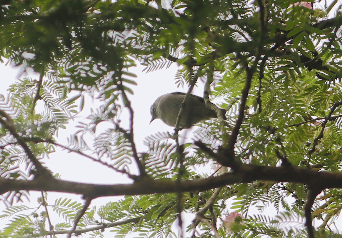 Сейшельская белоглазка - ML624889482