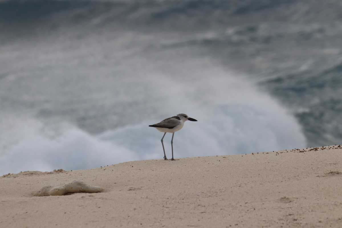 Рачья ржанка - ML624889563