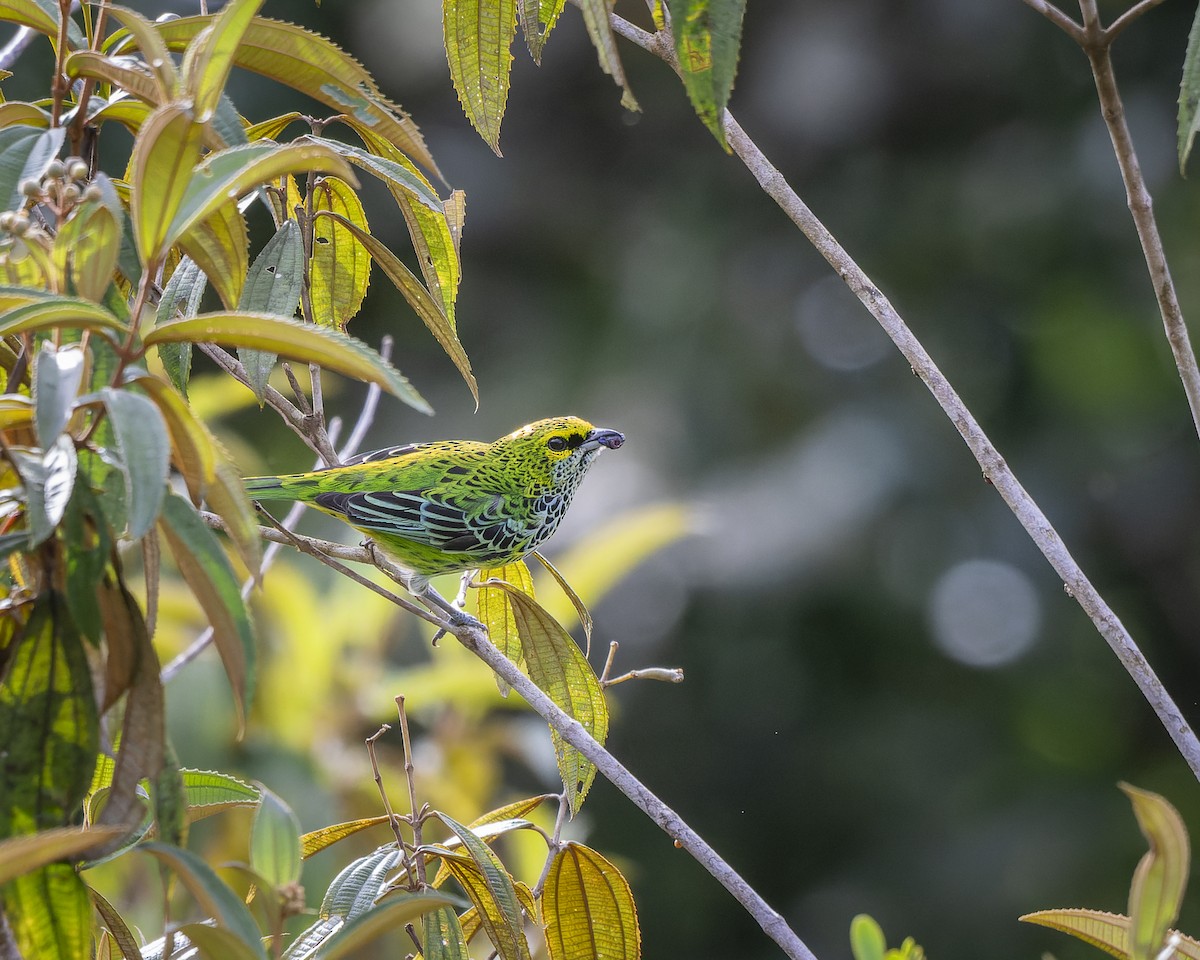 Speckled Tanager - ML624889565
