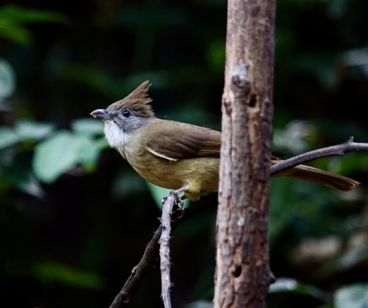 Puff-throated Bulbul - ML624889585