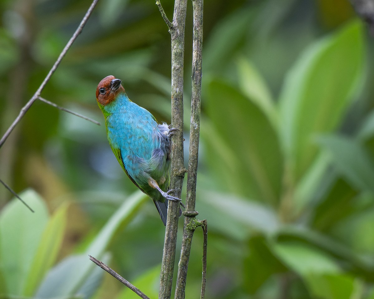Bay-headed Tanager - ML624889587