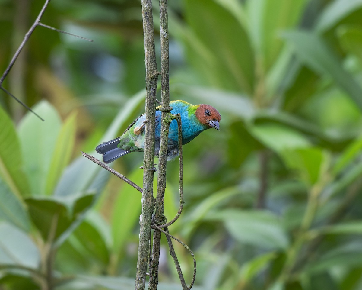 Bay-headed Tanager - ML624889588