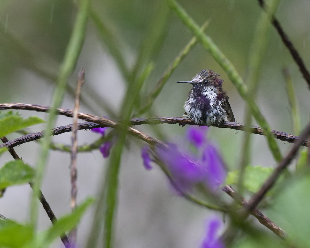 Snowcap - ML624889639