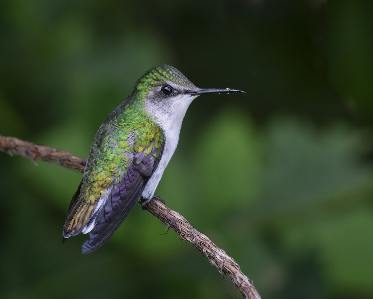 Snowcap - ML624889671