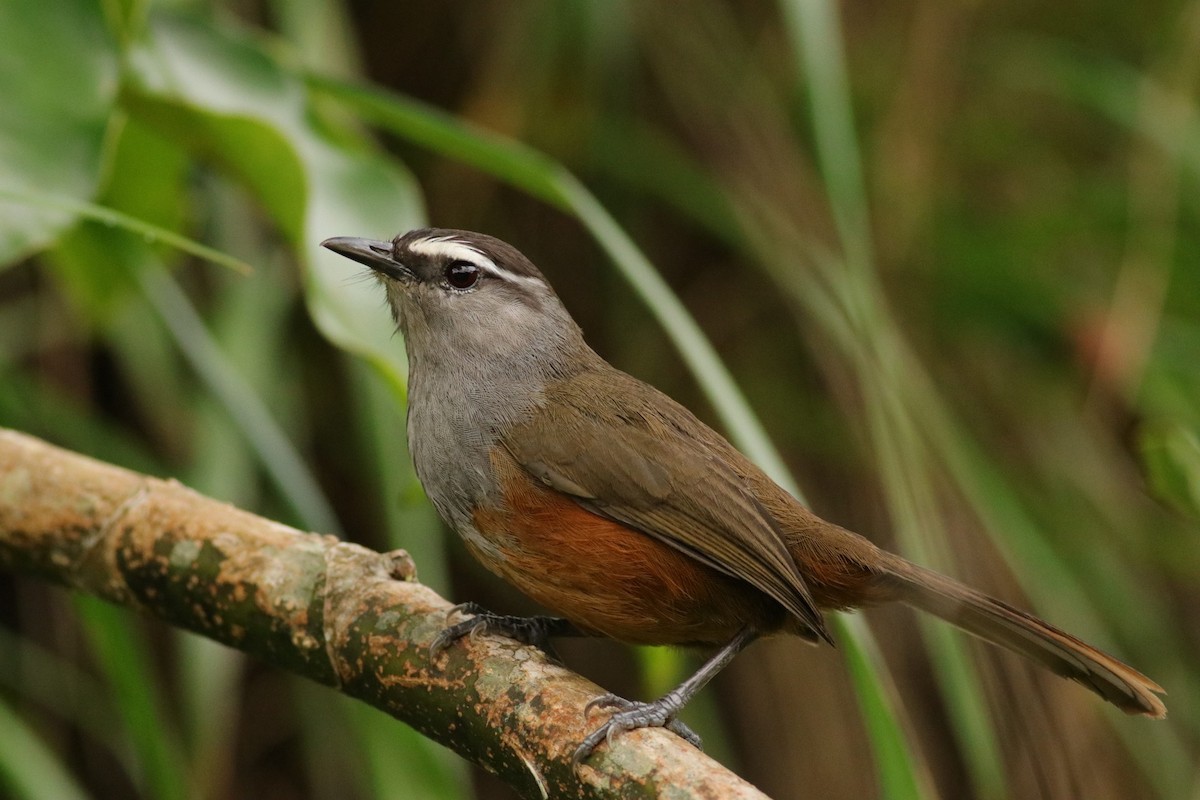 Palani Laughingthrush - ML624889681