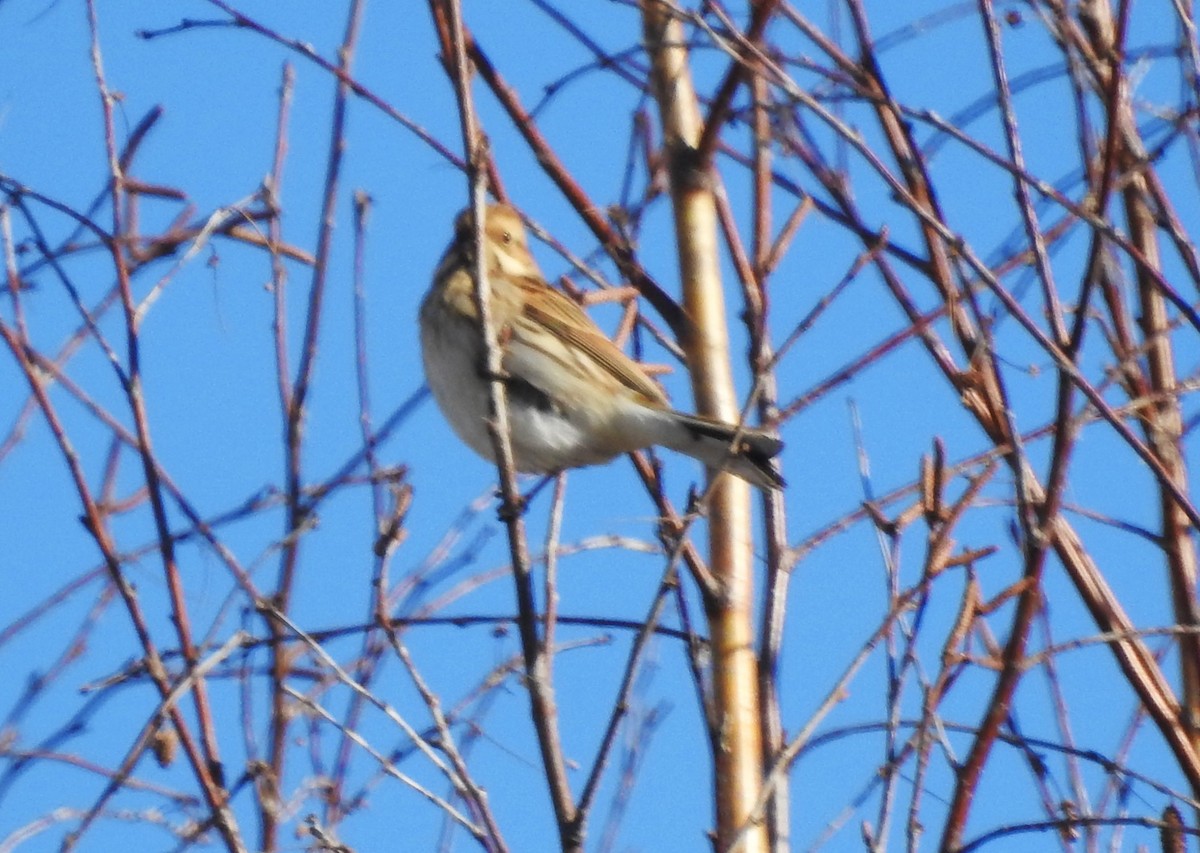 Reed Bunting - ML624889743