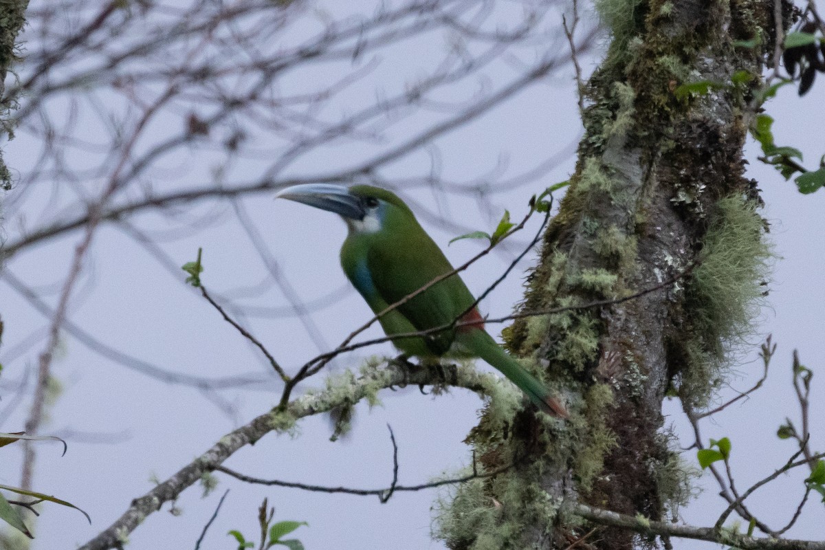 Blue-banded Toucanet - Efua Peterson